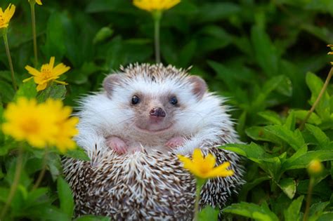 European Hedgehog Playing At The Flower Garden Very Pretty Face And Two