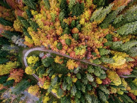 Aerial View Of The Forest Photograph By Raffi Maghdessian