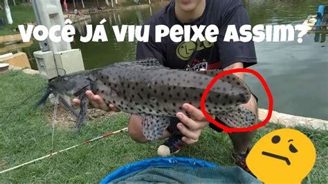 VocÊ JÁ Viu Peixe Assim 04 Youtube