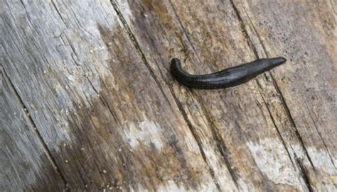 Lake Huron May Hold The Key To The Origin Of Life On Earth Cottage Life