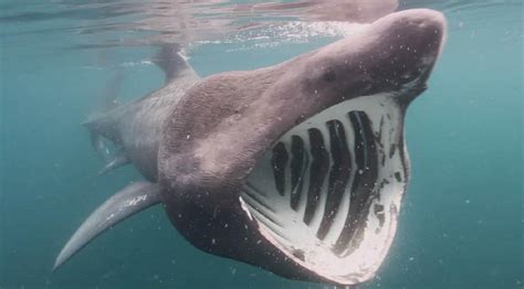 Basking Sharks Exhibit Different Diving Behavior Depending On The Season