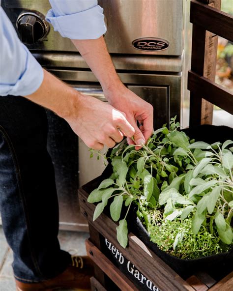 How To Harvest Herbs Tips From Our Grow Pro Team The Sage