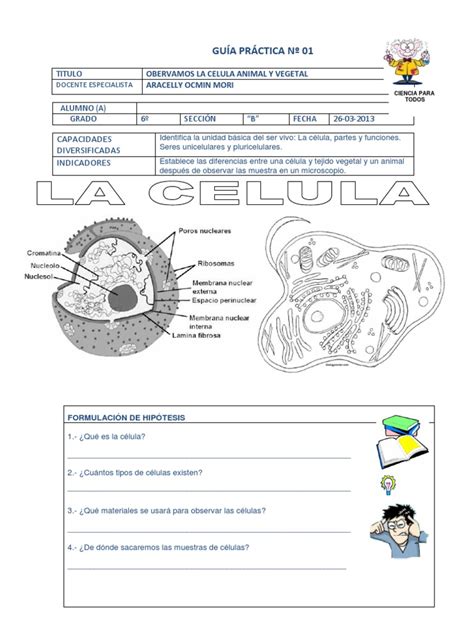 Guia Practica Nº 1 La Celula Animal Y Vegetal Biología Celular