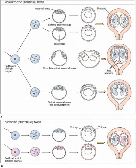 Multiple Births Endocrine Events That Orchestrate Reproduction The
