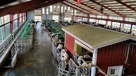 Milking Parlor Agriculture Farming Cow Shed Dairy Farms Cascadia