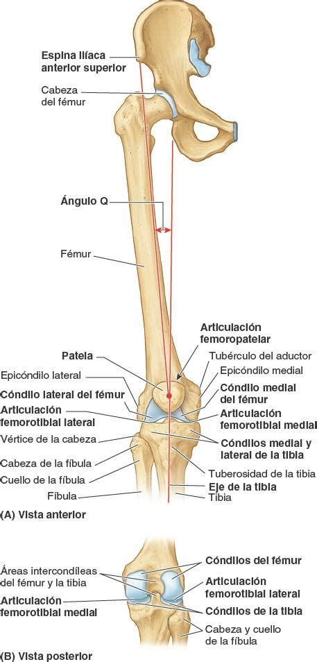 Miembro Inferior Articulaciones Del Cuerpo Humano Anatomia Del Hueso
