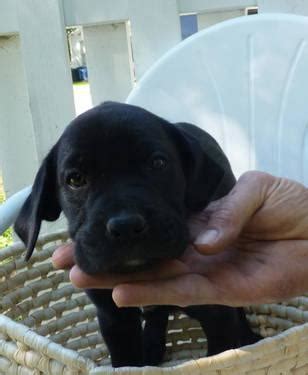 Stoney creek labradors, lab puppies for sale in ohio,. Boxer-lab Puppies for Sale for Sale in Canyon Lake, Texas ...