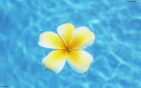 Hawaiian Flower Wallpaper Pictures