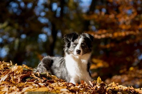 Australian shepherd, also known as aussie, belongs to the group of herding dogs. 14 Beautiful Australian Shepherd Colors - With Pictures!