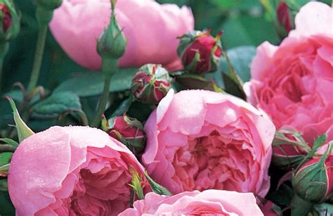 Rosa Heritage Beautiful Blooms And Fragrance