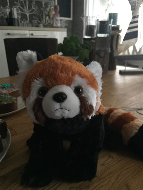 Please Follow Iloveredpandas A Friend Got Me This Cute Red Panda To My