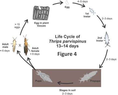 Thrips Life Cycle