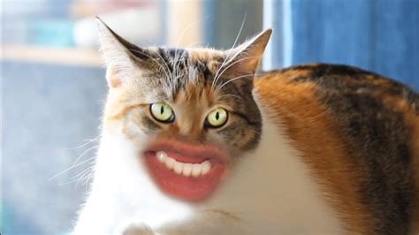 A Ridiculous Video Featuring Cats With Human Mouths Attempting To Say