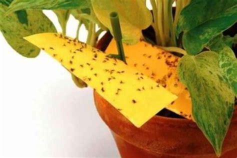 Trucos Para Eliminar Los Insectos De Las Plantas Jardiner A Domenech