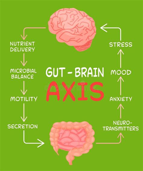 Gut Brain Axis Vertical Poster Useful Infographic Stock Vector