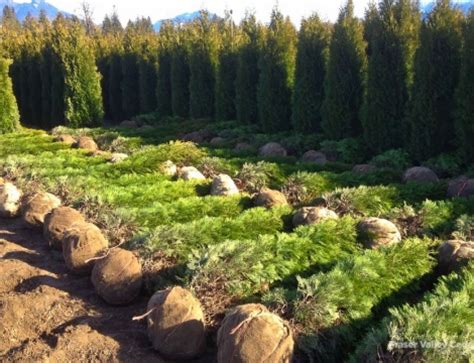 A small farm located on hwy 28 (country road 28) in northumberland county. Cedar Hedges Vancouver - Cedar Trees Vancouver - 604-217-2886