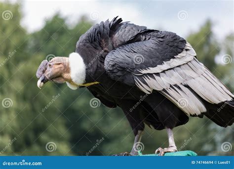 Andean Condor Stock Photo Image Of Natural Canyon Background 74746694