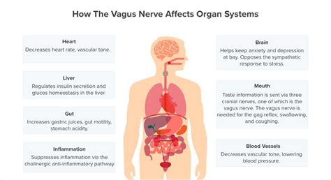 11 Symptoms Of Vagus Nerve Dysfunction