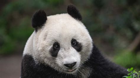 Giant Panda San Diego Zoo Animals And Plants