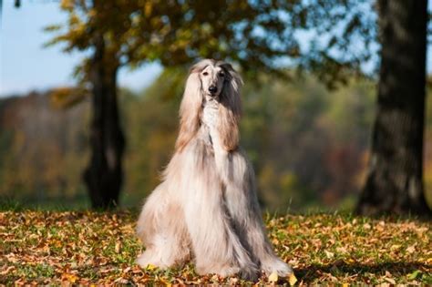 Dog With Long Hair Breed Images блог довнлоад имагес