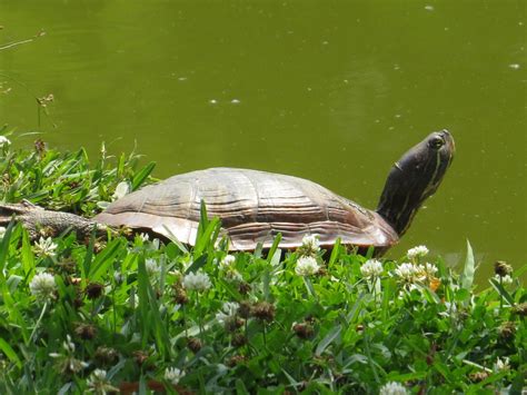 Turtle Louisiana By Speedyjr Bluebonnet Swamp Nature Cen Flickr