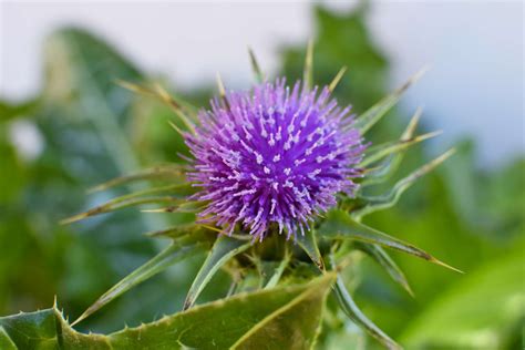Milk Thistle Care And Growing Guide