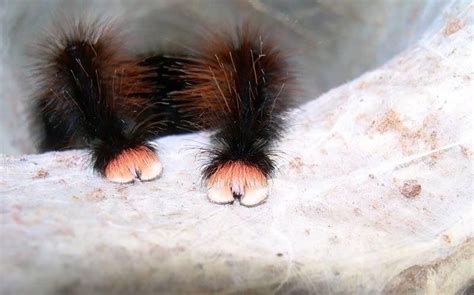 Can You Guess What Type Of Paw This Is 😱 Spider Pictures Spider