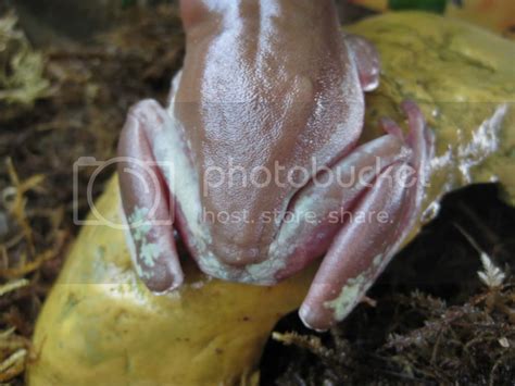 Please Help Sick Whites Tree Frog Talk To The Frog