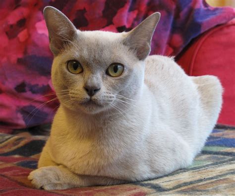 Lilac Burmese Cat Breeds Fluffy Cat Breeds Burmese Kittens