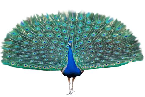 Peacock Free Png Image Png All