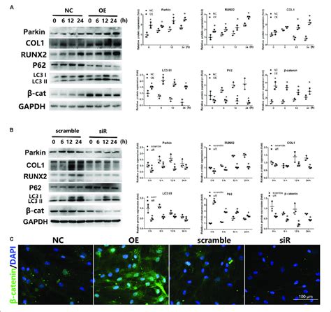 Expression Of Wntβ Catenin And Autophagy Signaling After