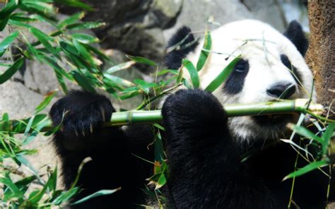 Panda Eating Bamboo Hd Wallpaper Wallpaper Flare