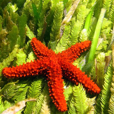 Thorny Starfish Spiny Sea Star Ima