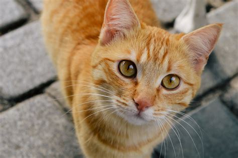 13 Best Orange Cat Breeds Most Popular Orange Cats