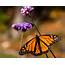 Monarch Butterfly  Taken Earlier Today In Thuya Garden Loca… Flickr