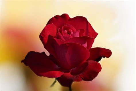 30000 Free Roses And Flower Images Pixabay