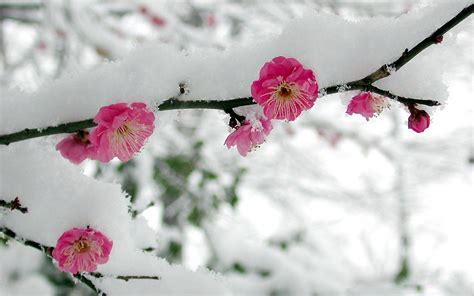 Beautiful Cherry Blossoms In The Snow