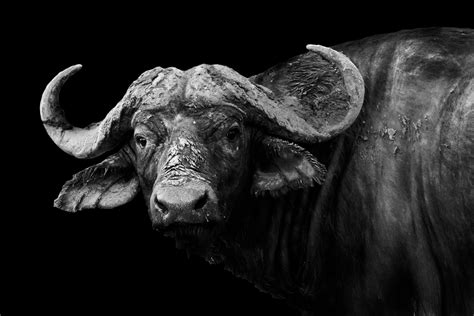 African Buffalo Fondo De Pantalla HD Fondo De Escritorio 3584x2390