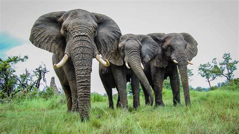 Elephant Hunts For Sale During A Pandemic The Revelator
