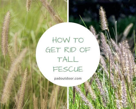 How To Get Rid Of Tall Fescue Step By Step Pad Outdoor