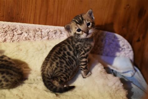 Baby Bengal Kitten 3 Weeks Old Playing And Sleeping Too Cute Youtube