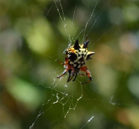 Christmas Spider Community