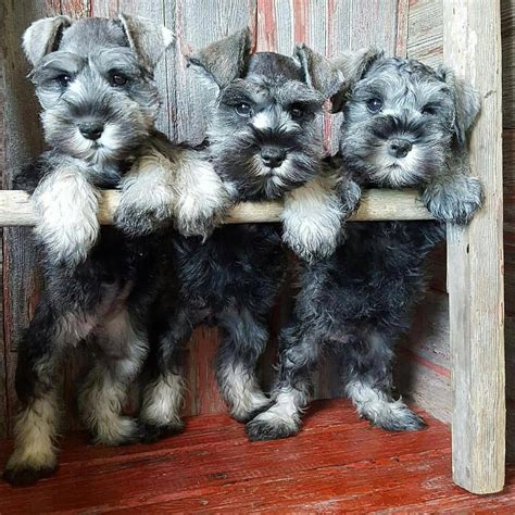 Miniature Schnauzer Salt And Pepper Schnauzer Puppy Schnauzer