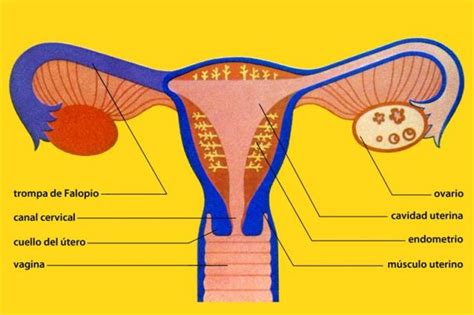 Sistema Reproductor Femenino Los Sistemas Reproductores Del Ser