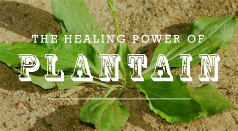 The Healing Power Of Plantain Our Botanicals America