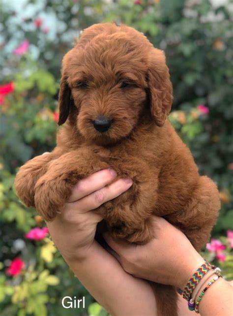 All puppies are sold with a spay/neuter agreement and two year. F1 Standard Goldendoodle Puppies Austin, TX