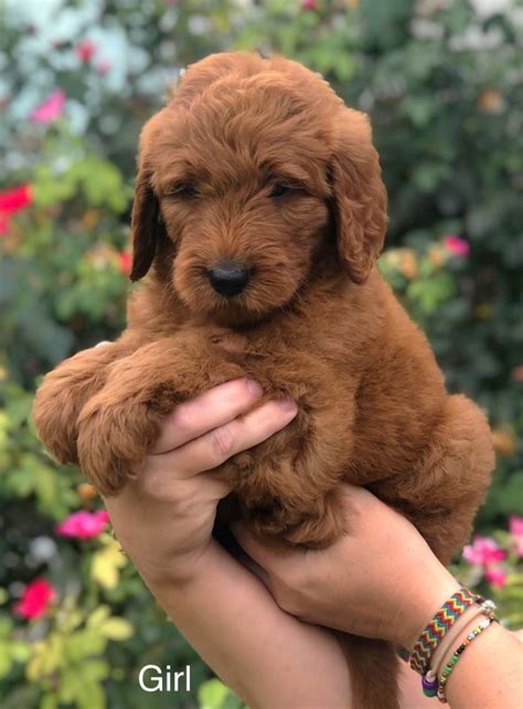 Corgi puppies and dogs in texas cities. F1 Standard Goldendoodle Puppies Austin, TX