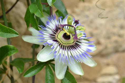 Free Images Blue Passionflower Passion Flower