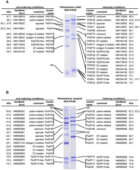 Proteome Analysis Of Sand Fly Salivary Proteins A Phlebotomus Tobbi Download Scientific