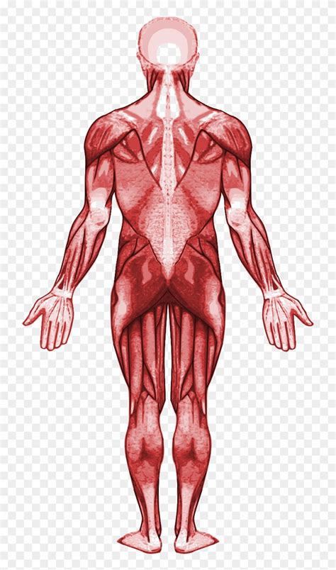 File Muscular System Back Svg Parts And Function Of Muscular System HD Png Download